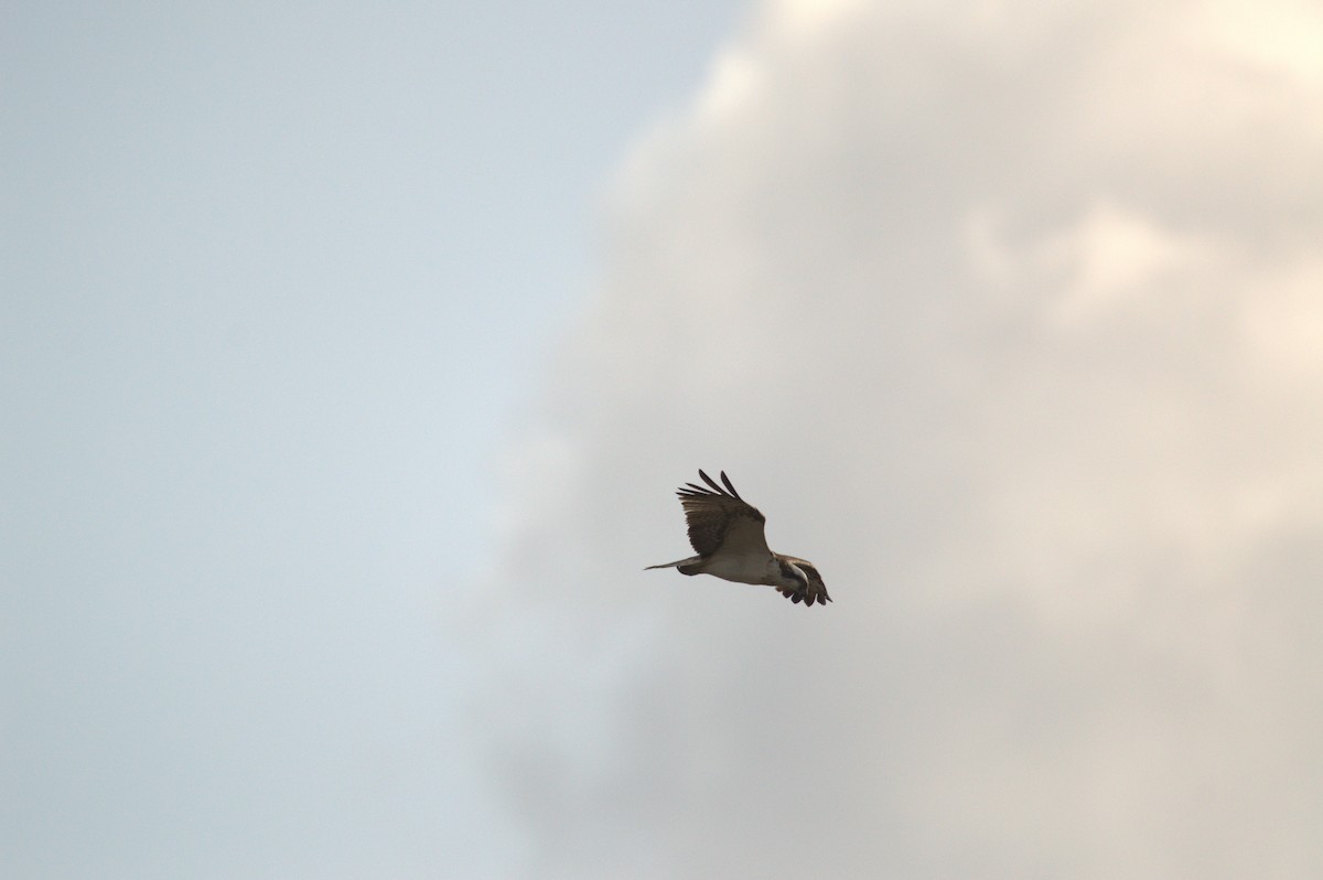 Osprey (Eurasian) - ML642467429