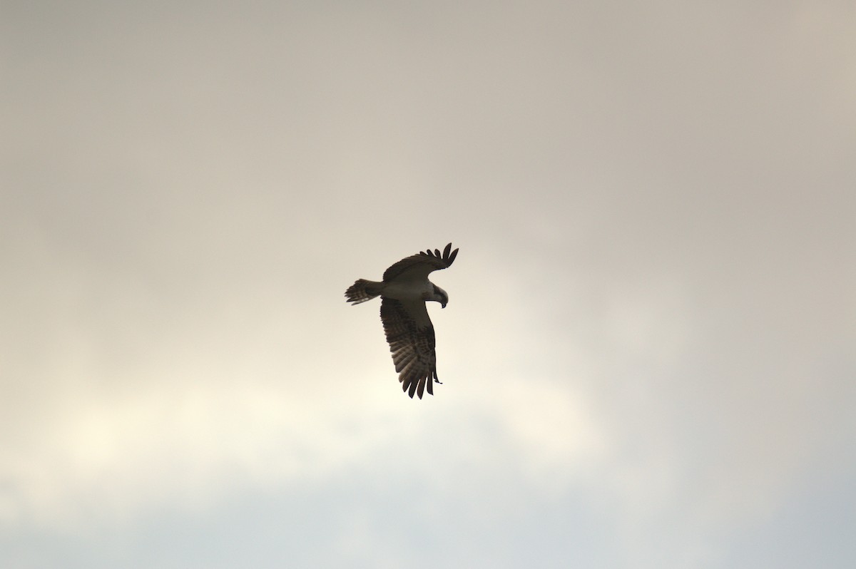 Osprey (Eurasian) - ML642467432