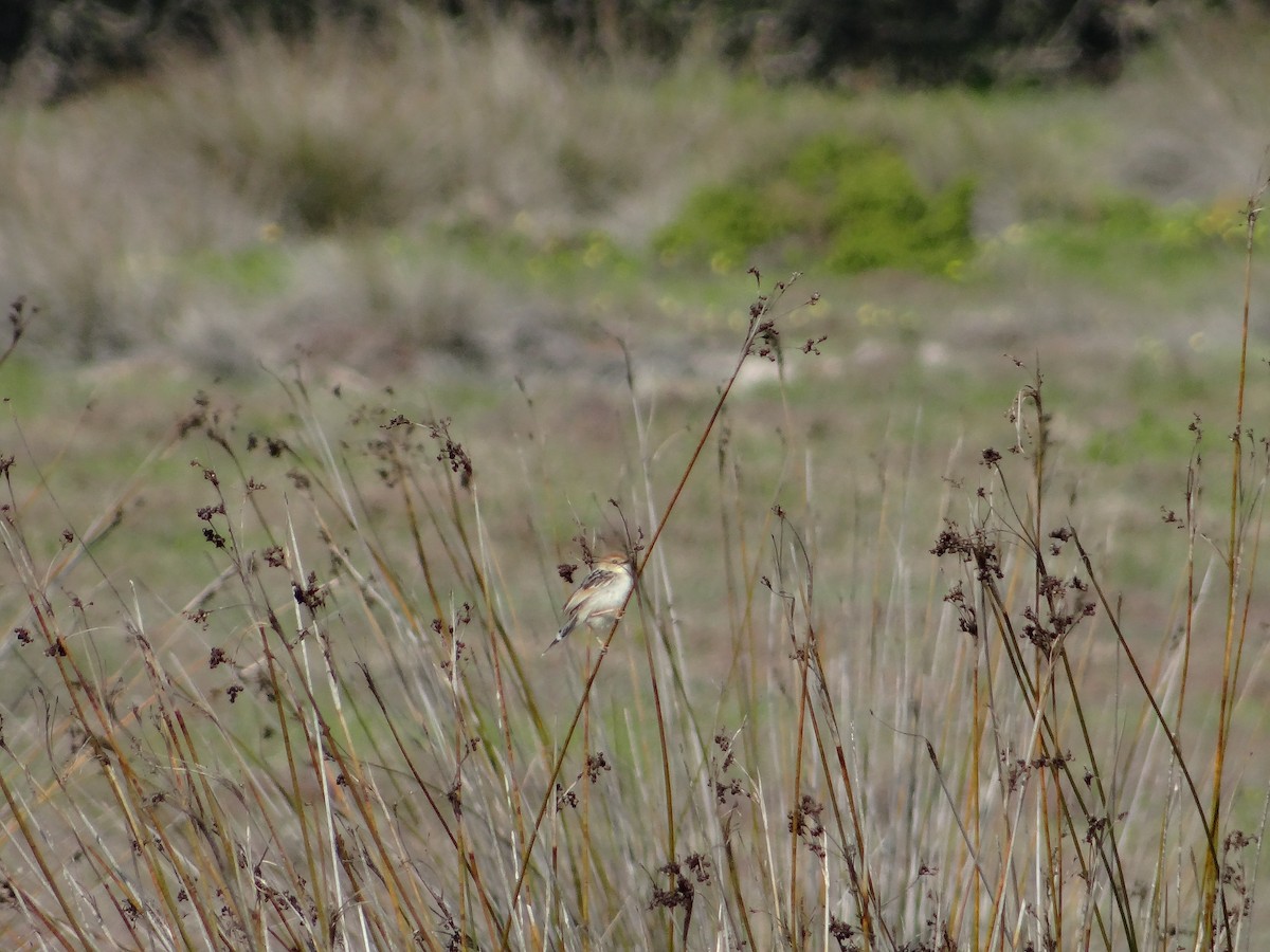 Levaillant's Cisticola - ML642467445