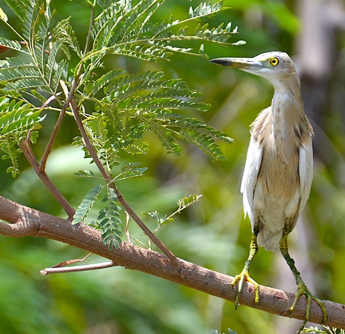 Indian Pond-Heron - ML642467456