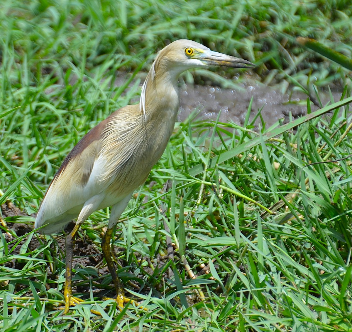 Indian Pond-Heron - ML642467457