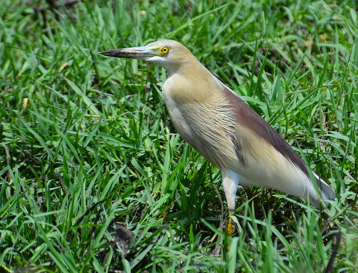Indian Pond-Heron - ML642467458