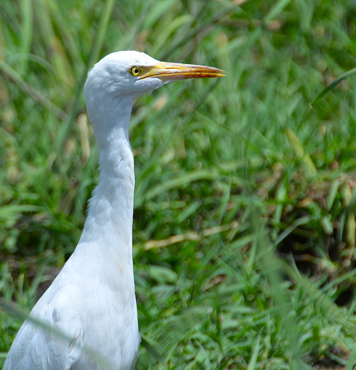 Eastern Cattle-Egret - ML642467460