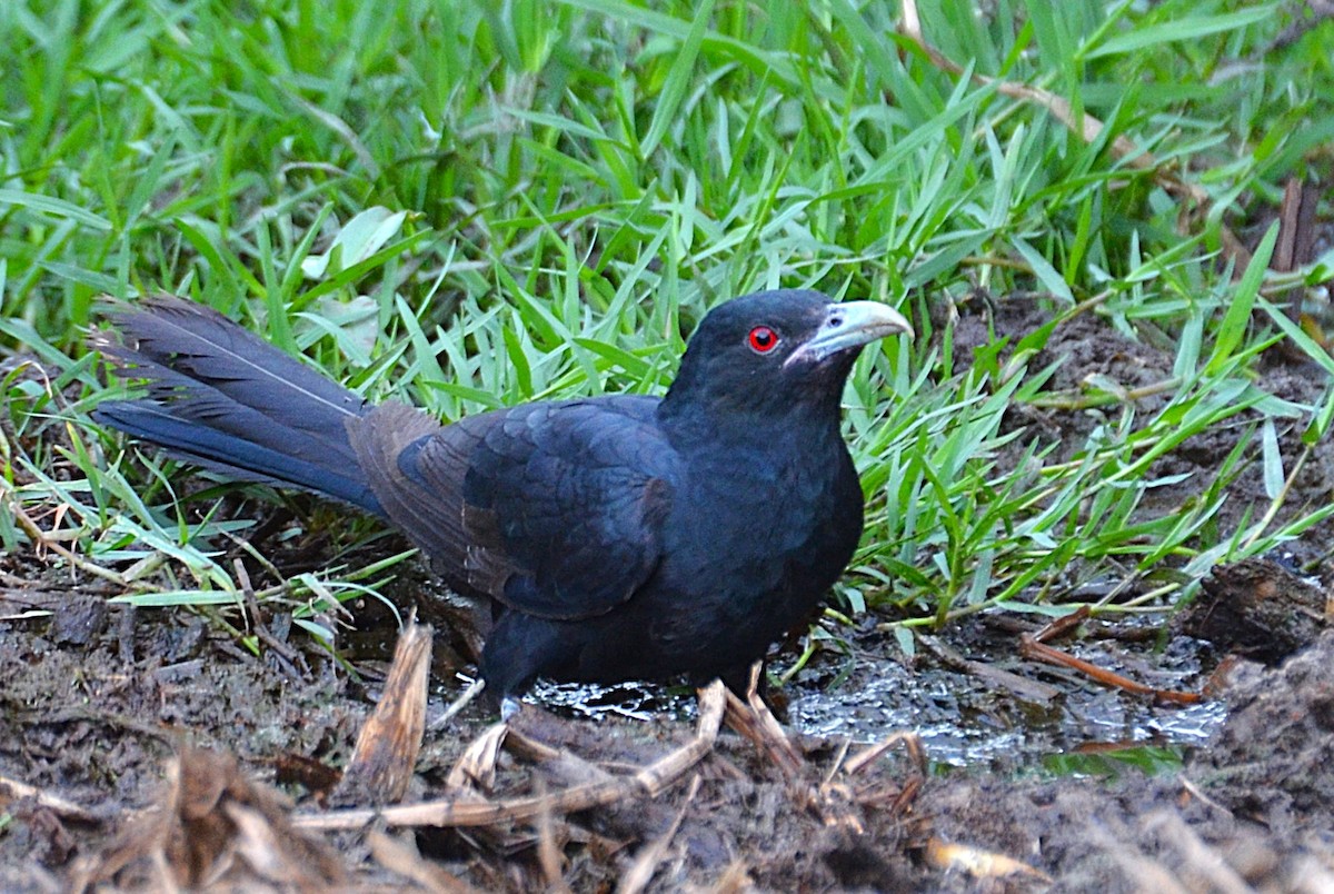 Asian Koel - ML642467461