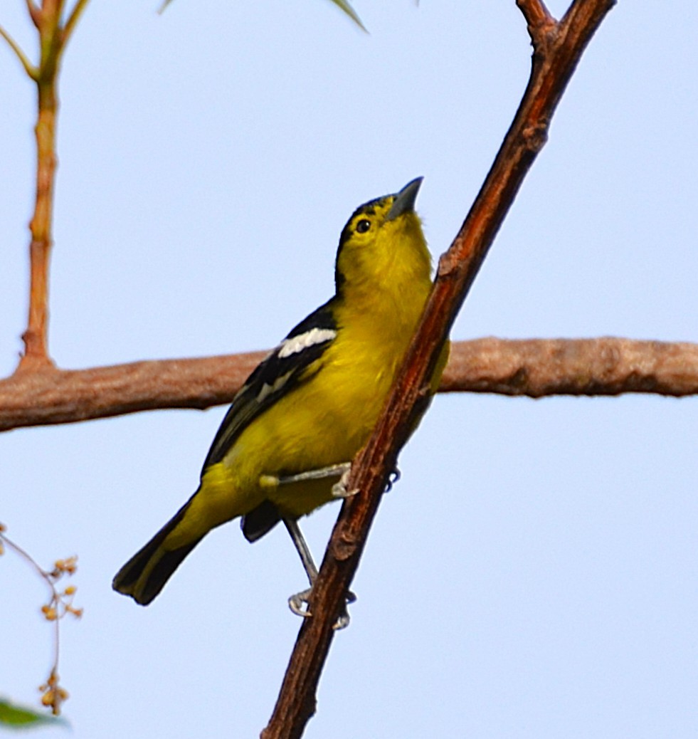 Common Iora - ML642467463