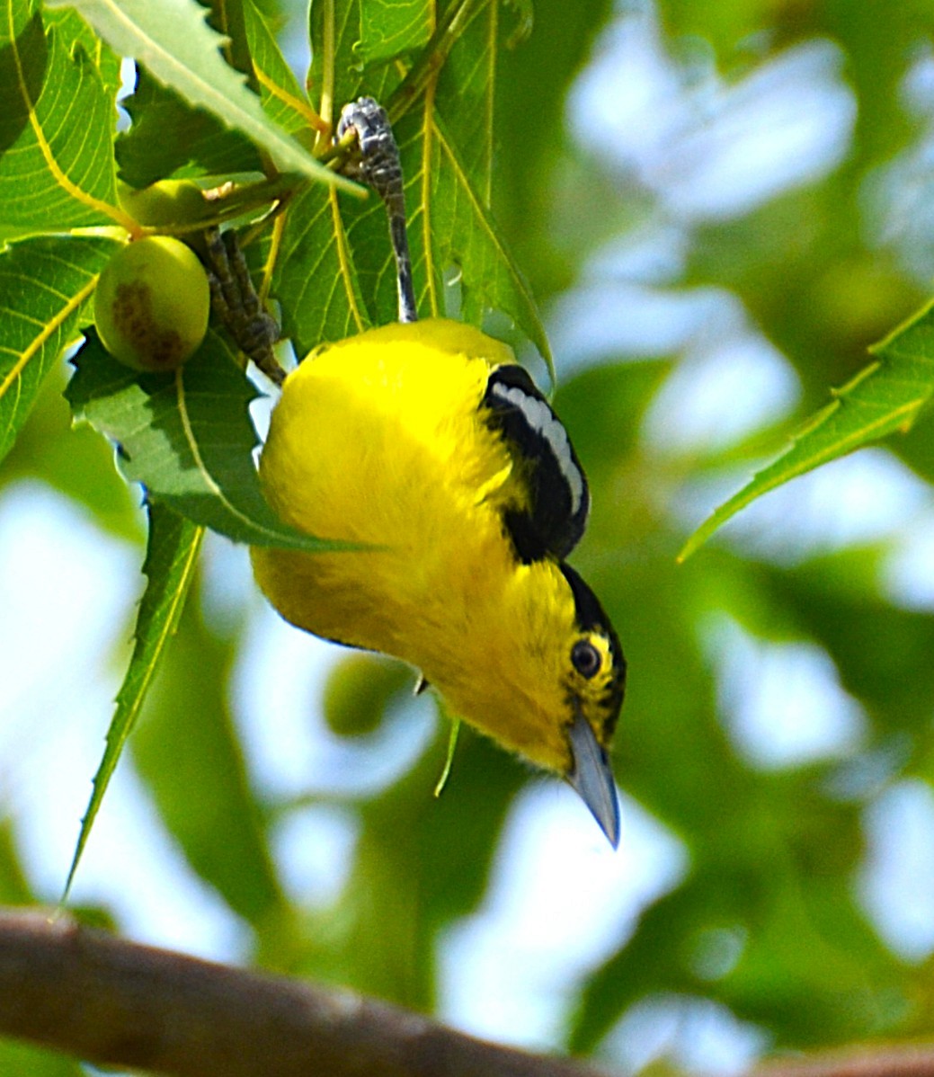 Common Iora - ML642467464