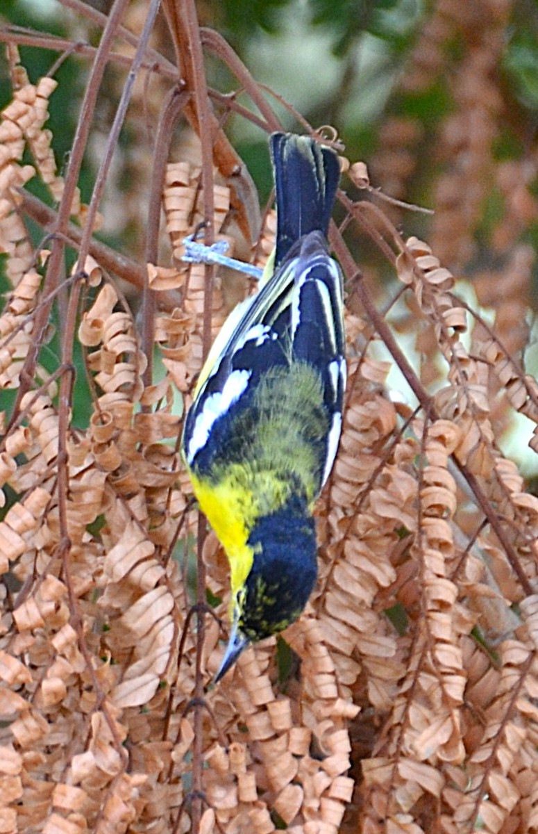 Common Iora - ML642467465