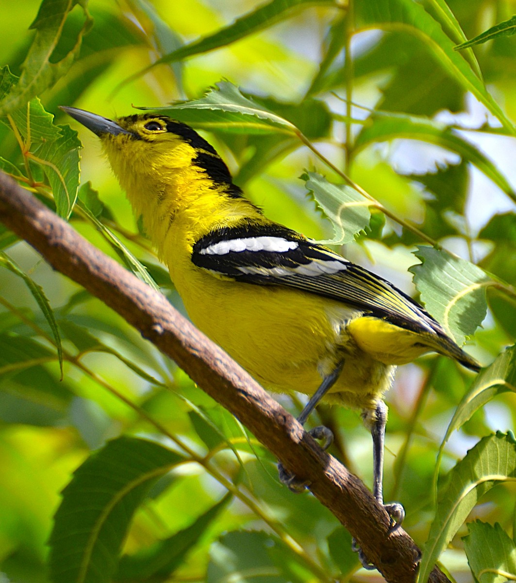 Common Iora - ML642467466