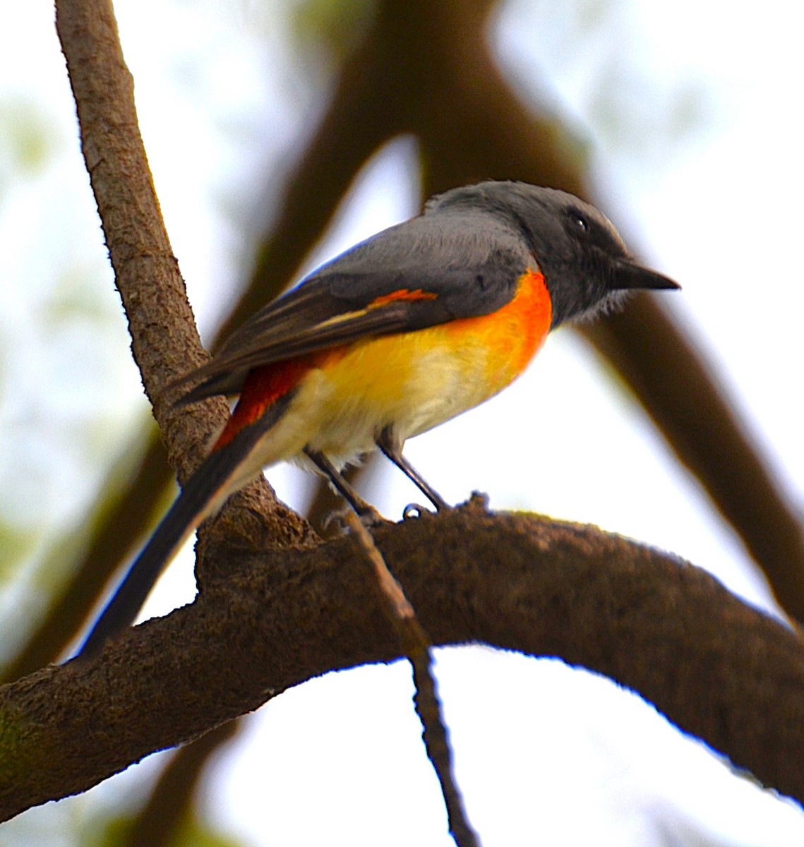 Small Minivet - ML642467467