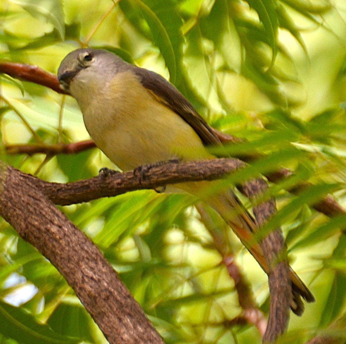 Small Minivet - ML642467468