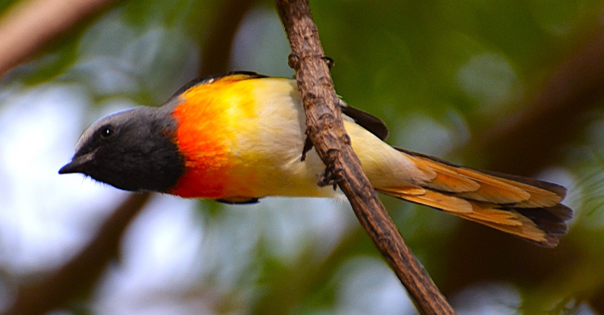 Small Minivet - ML642467469
