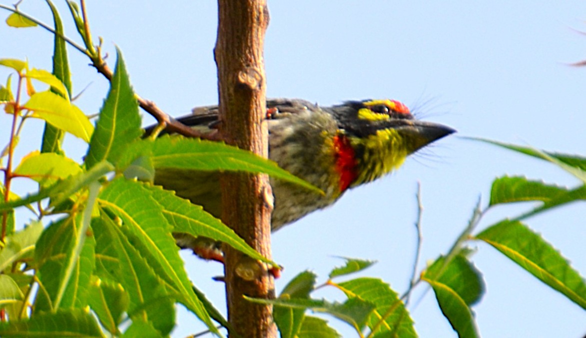 Coppersmith Barbet - ML642467470