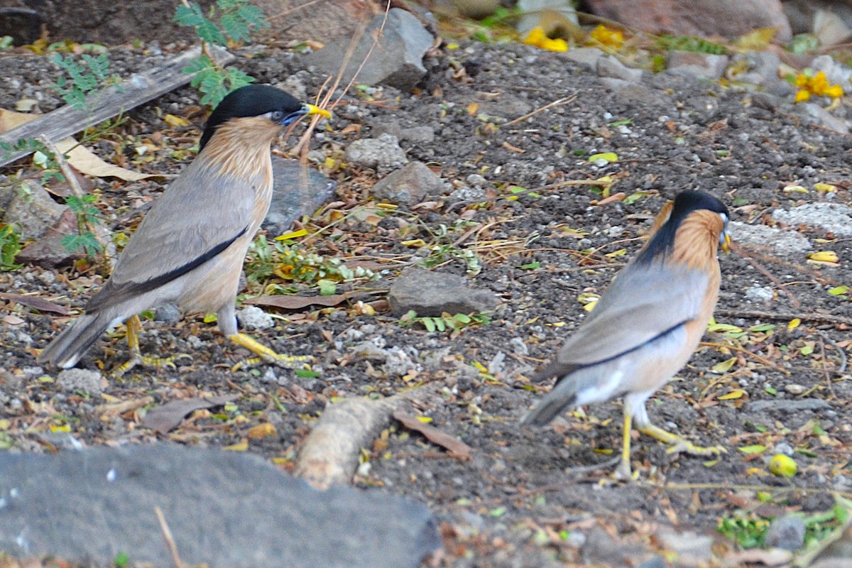 Brahminy Starling - ML642467474