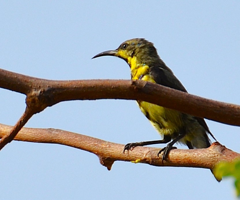 Purple-rumped Sunbird - ML642467475