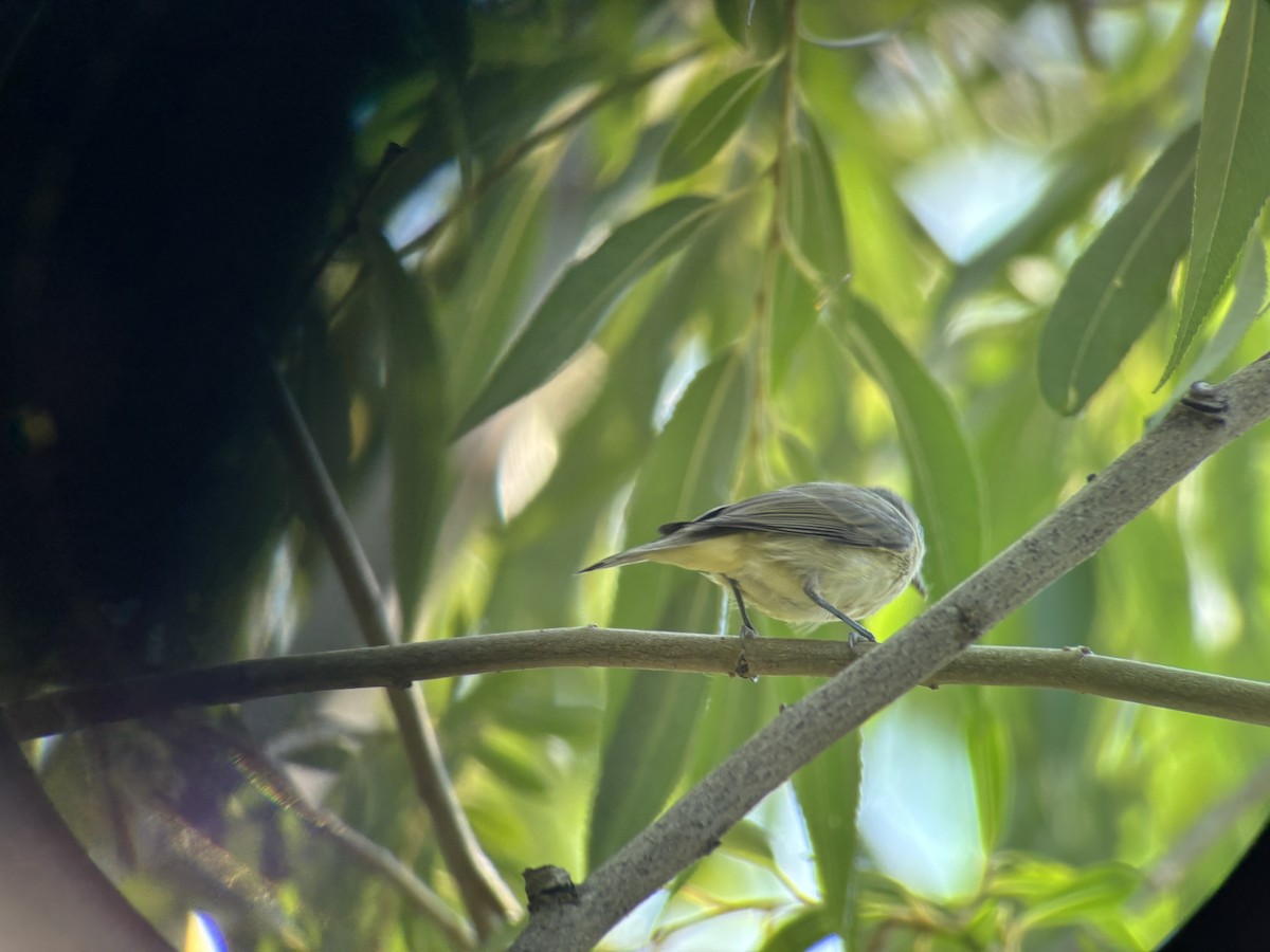 Warbling Vireo - ML642467476
