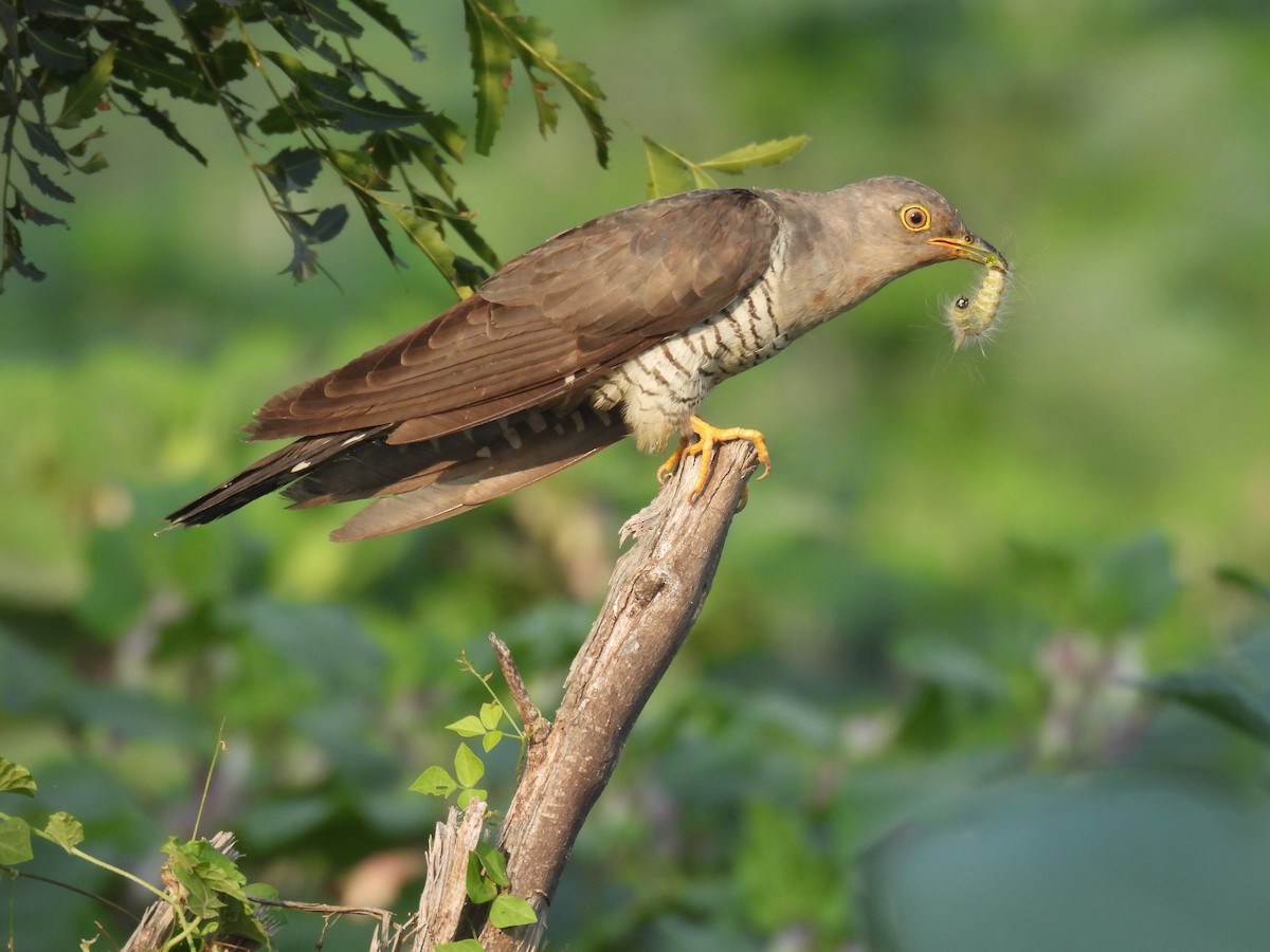 Common Cuckoo - ML642467499