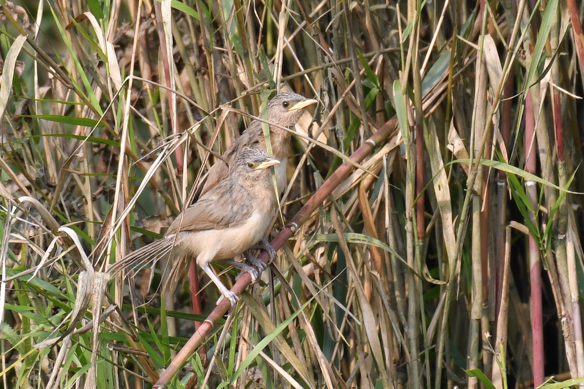 Кратеропа смугастоголова - ML642467503
