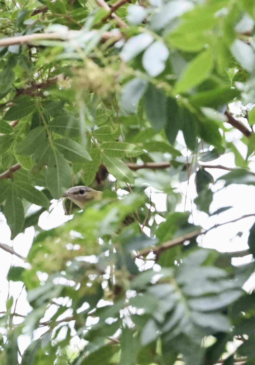 Yellow-green Vireo - ML642467524