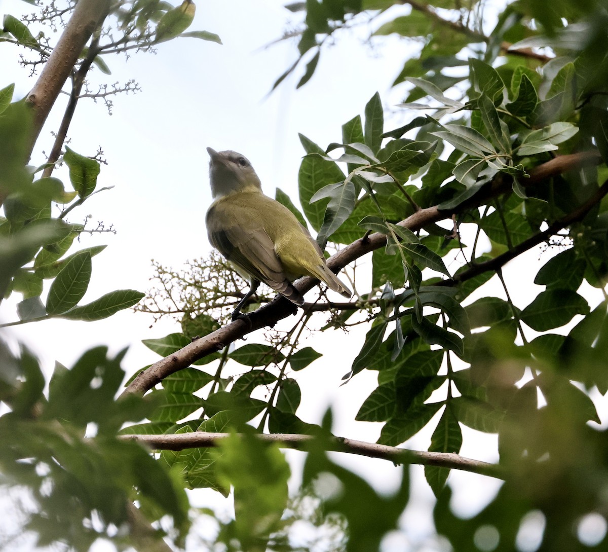 Yellow-green Vireo - ML642467525
