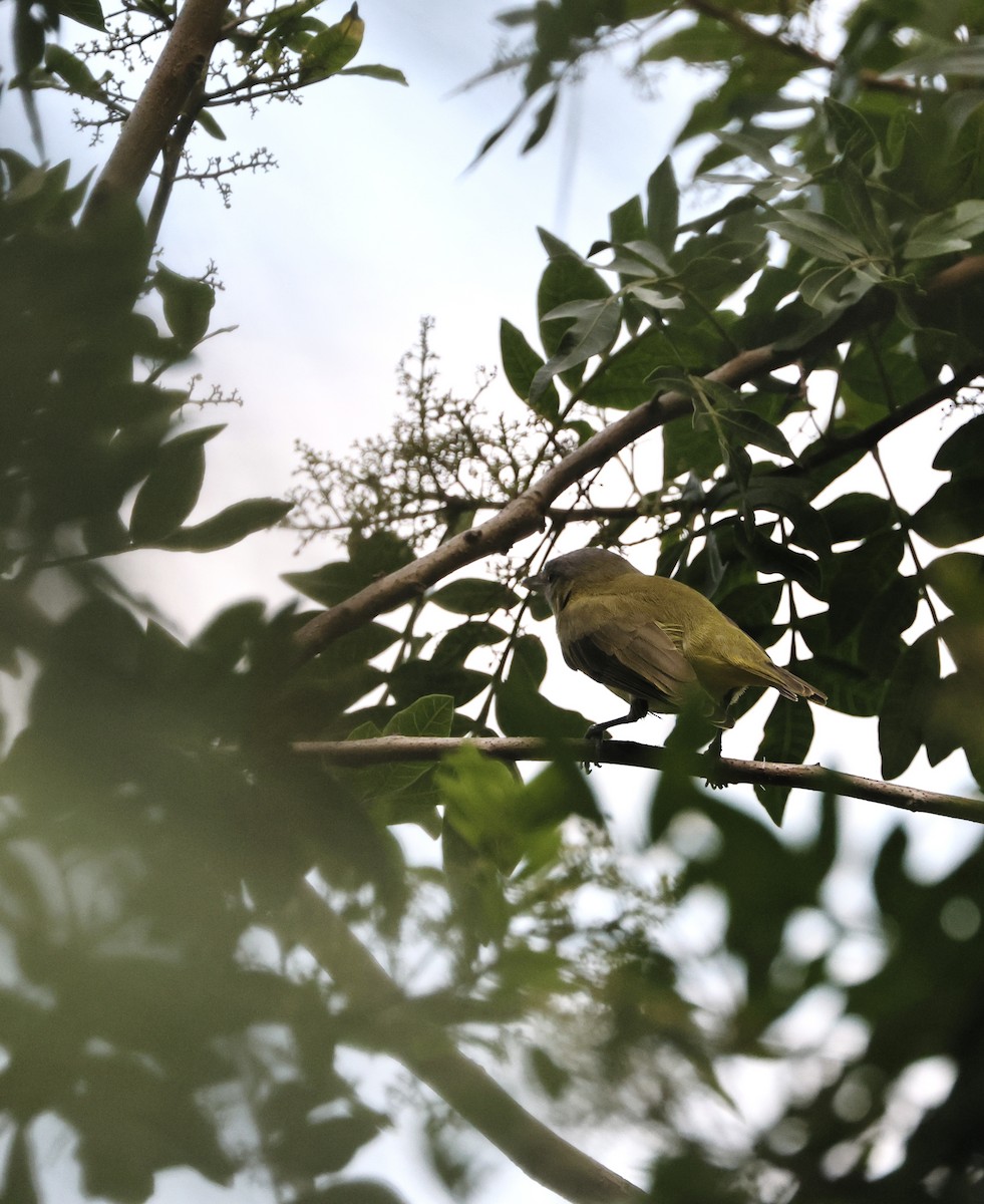 Yellow-green Vireo - ML642467526