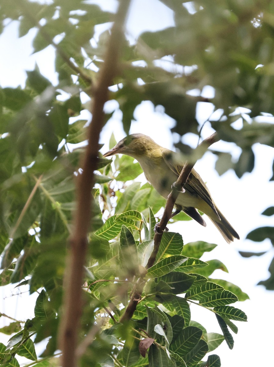 Yellow-green Vireo - ML642467527