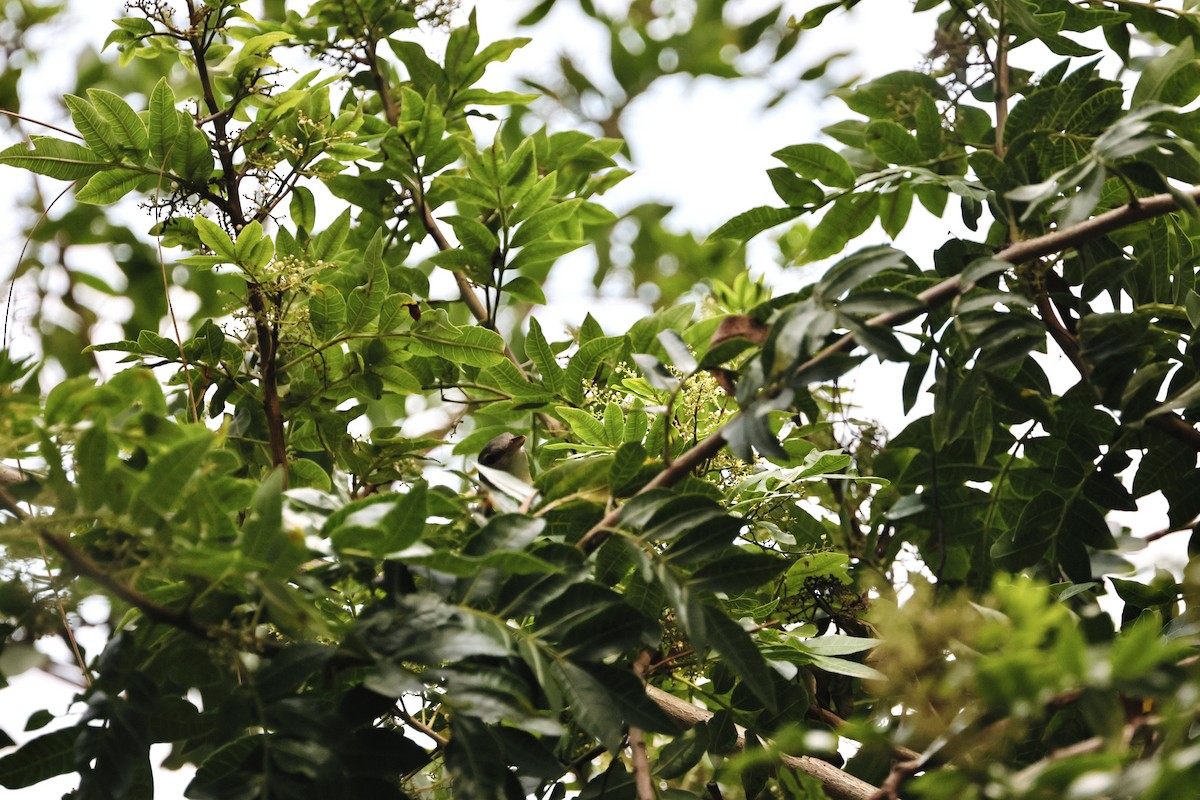 Yellow-green Vireo - ML642467529