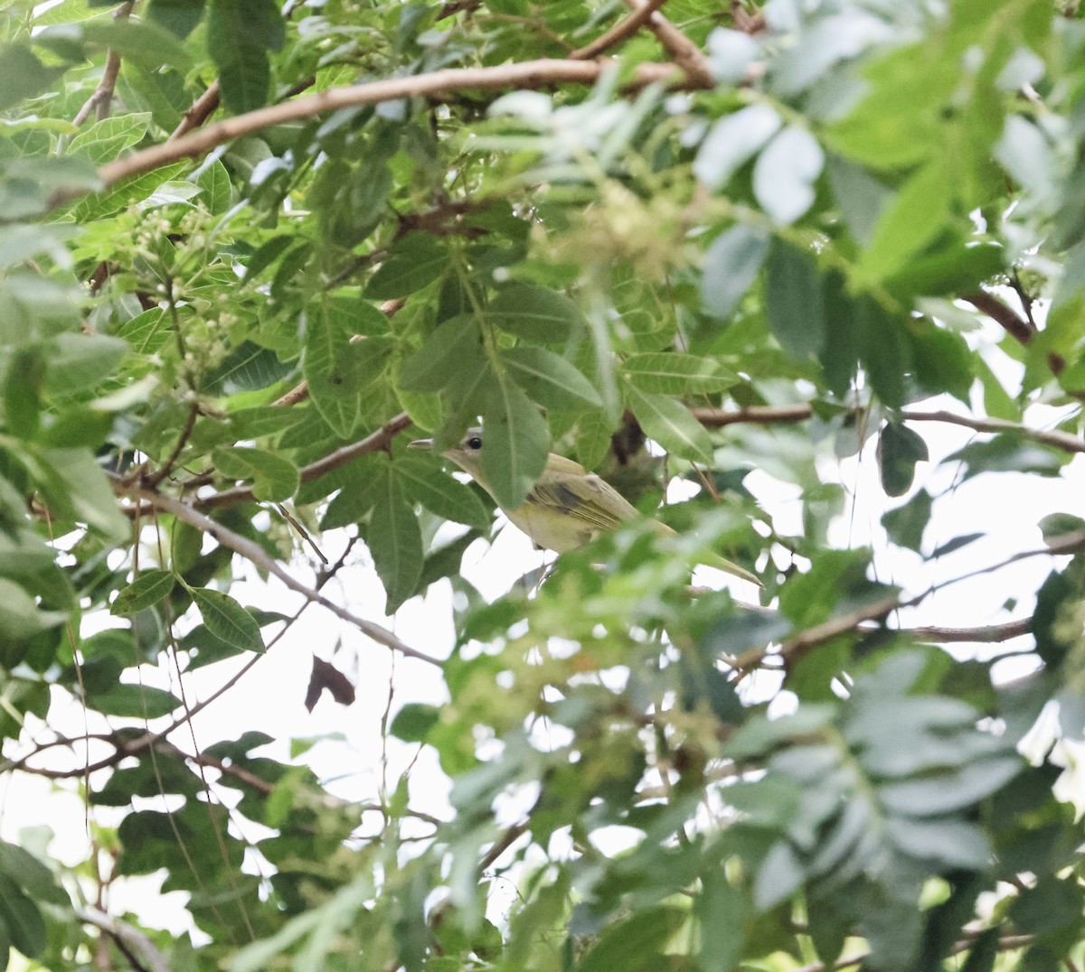 Yellow-green Vireo - ML642467530
