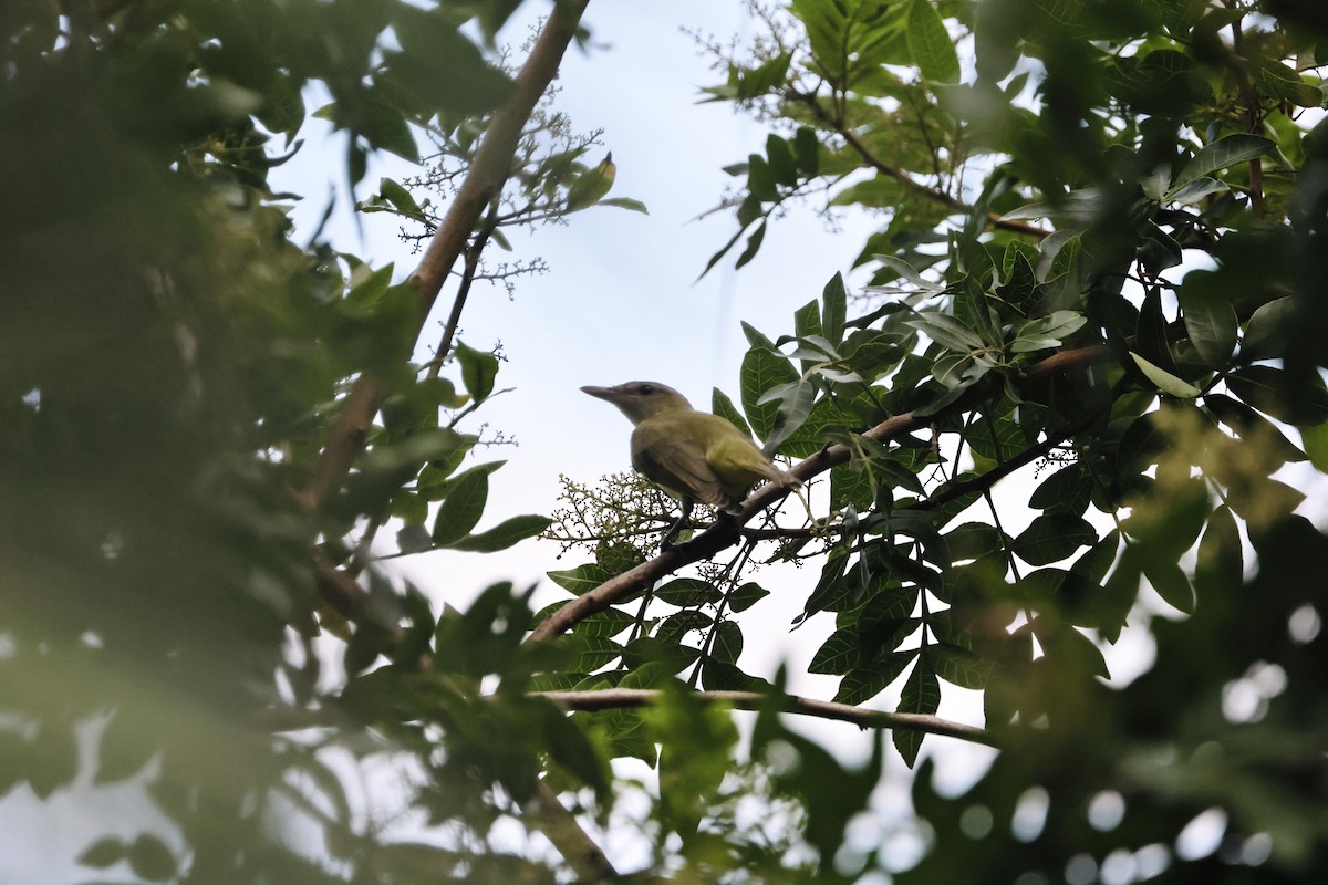 Yellow-green Vireo - ML642467531