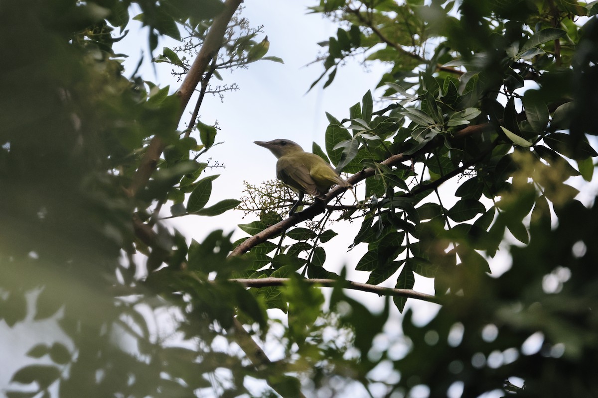 Yellow-green Vireo - ML642467533