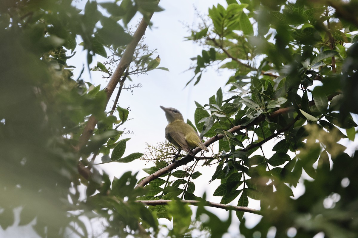 Yellow-green Vireo - ML642467534