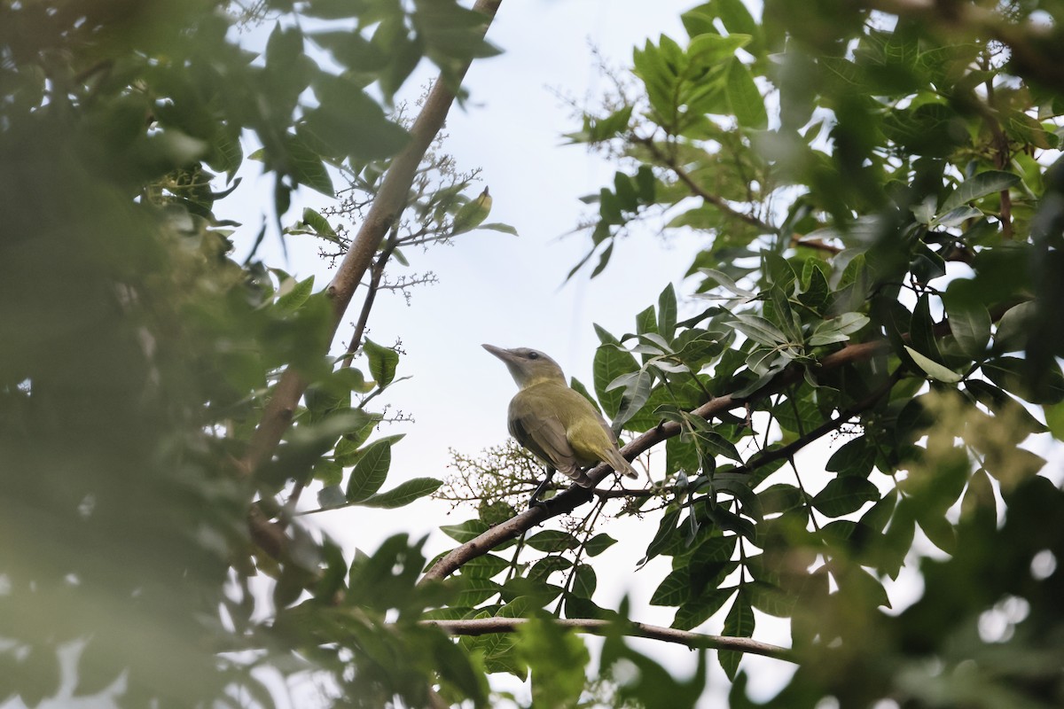 Yellow-green Vireo - ML642467535