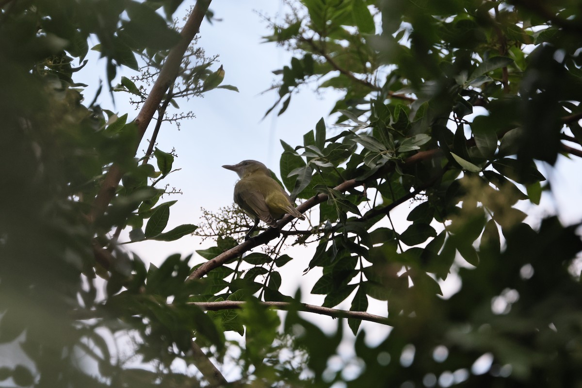 Yellow-green Vireo - ML642467536