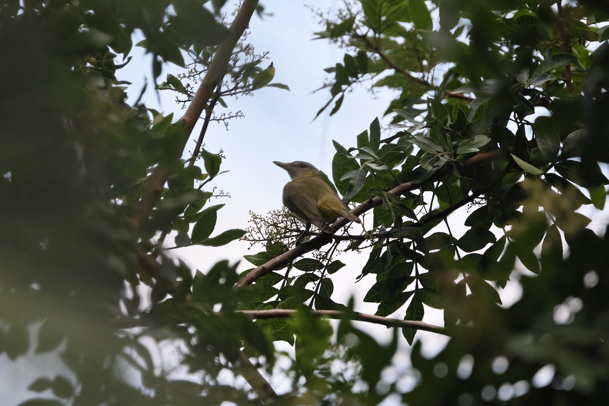 Yellow-green Vireo - ML642467537