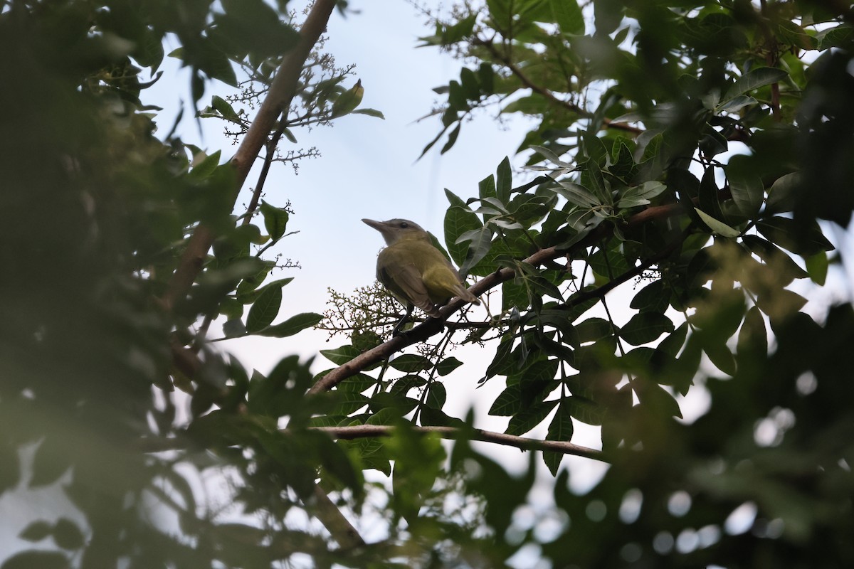 Yellow-green Vireo - ML642467538