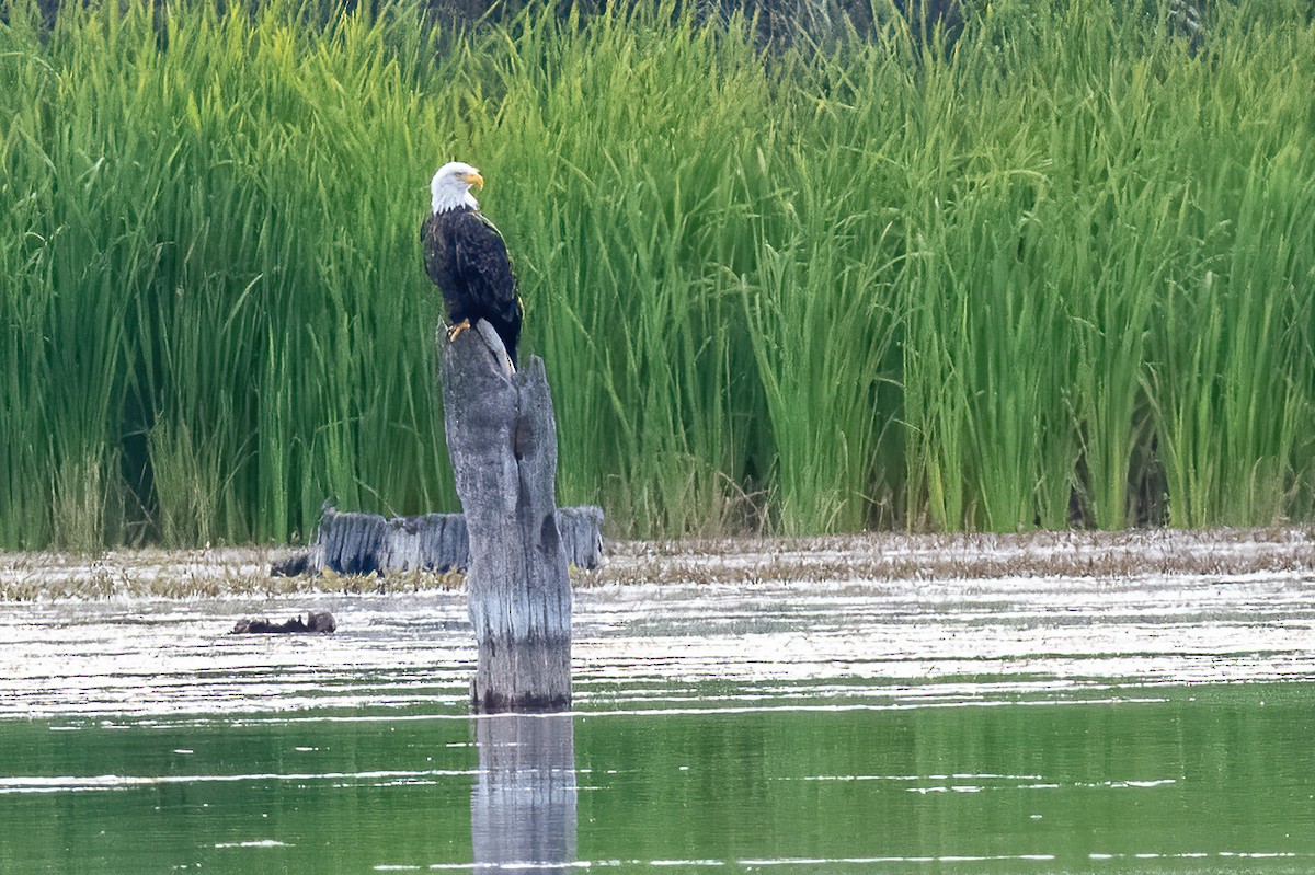 Bald Eagle - ML642467541