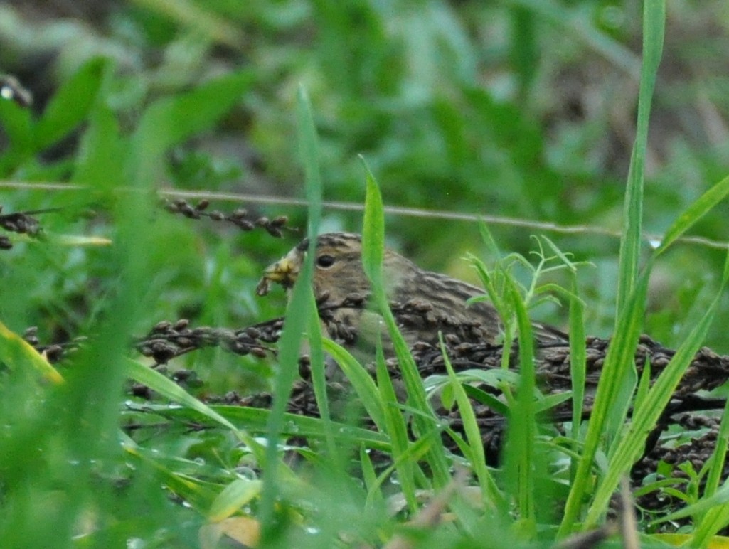 Twite - ML642467557
