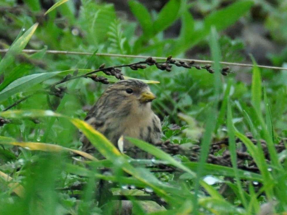 Twite - ML642467558