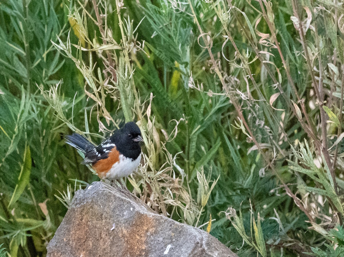 Spotted Towhee - ML642467563