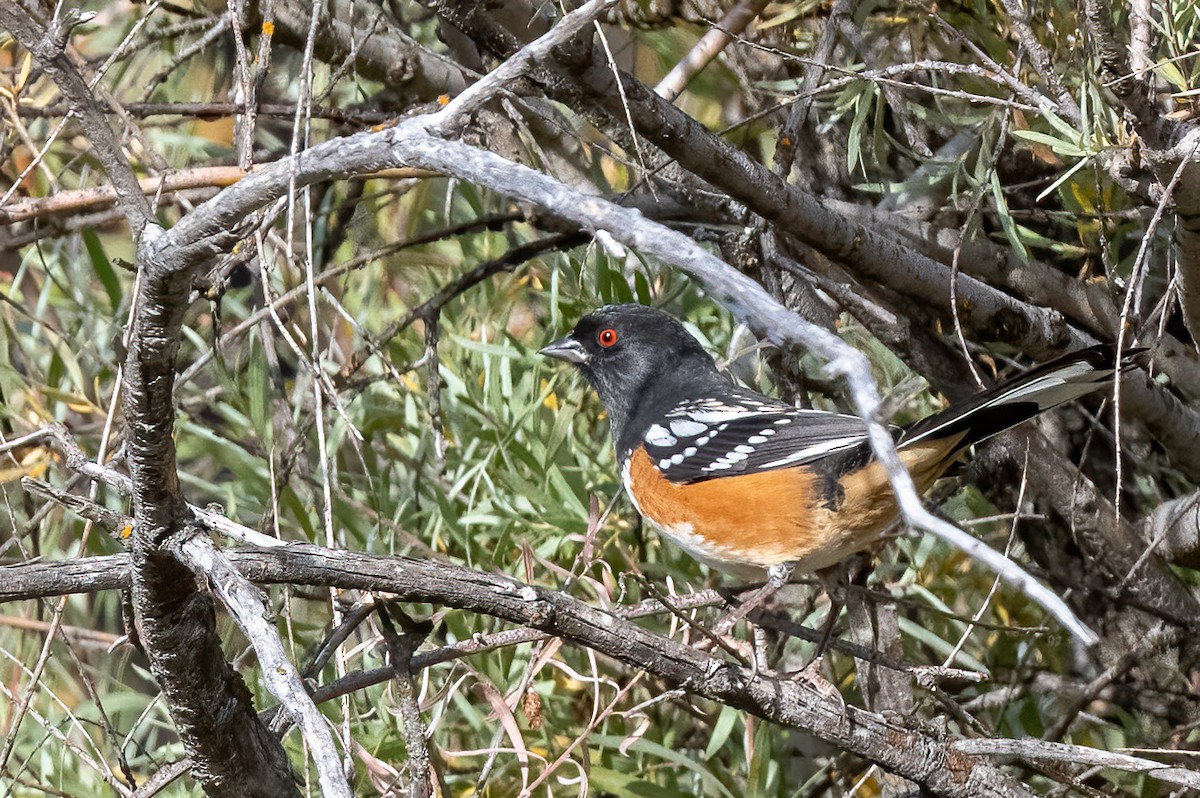 Spotted Towhee - ML642467565