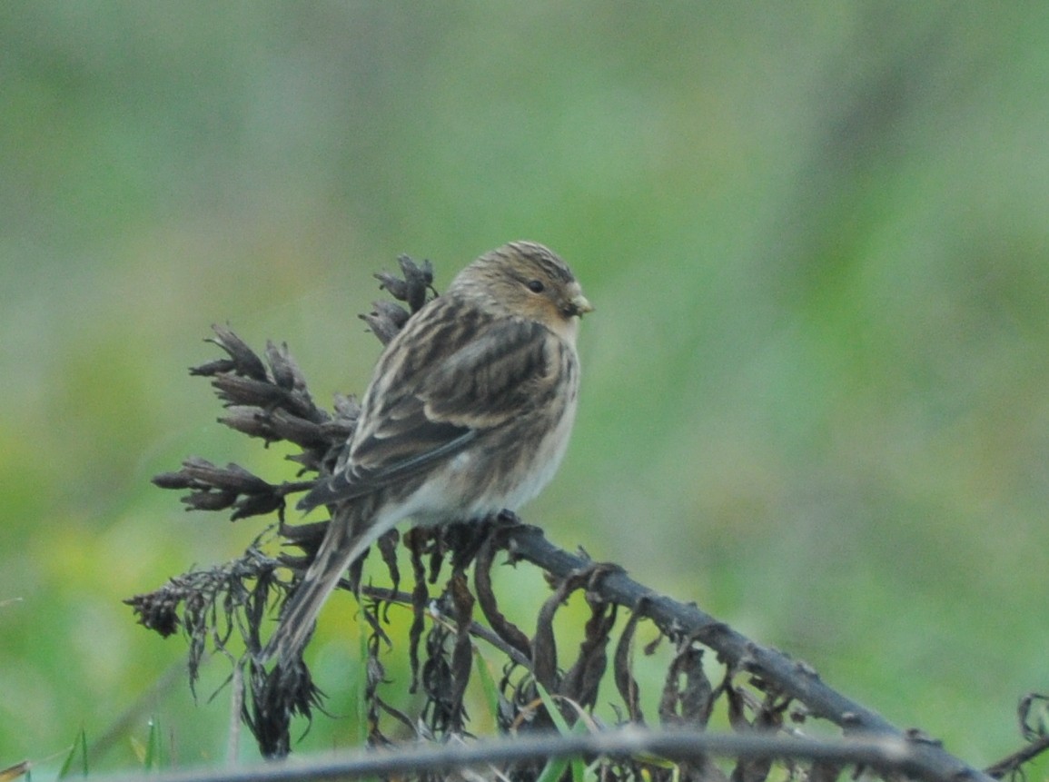 Twite - ML642467570