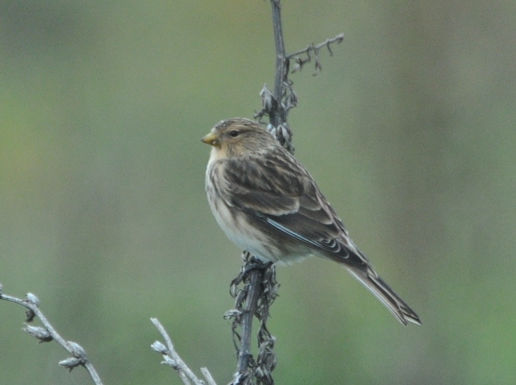 Twite - ML642467571
