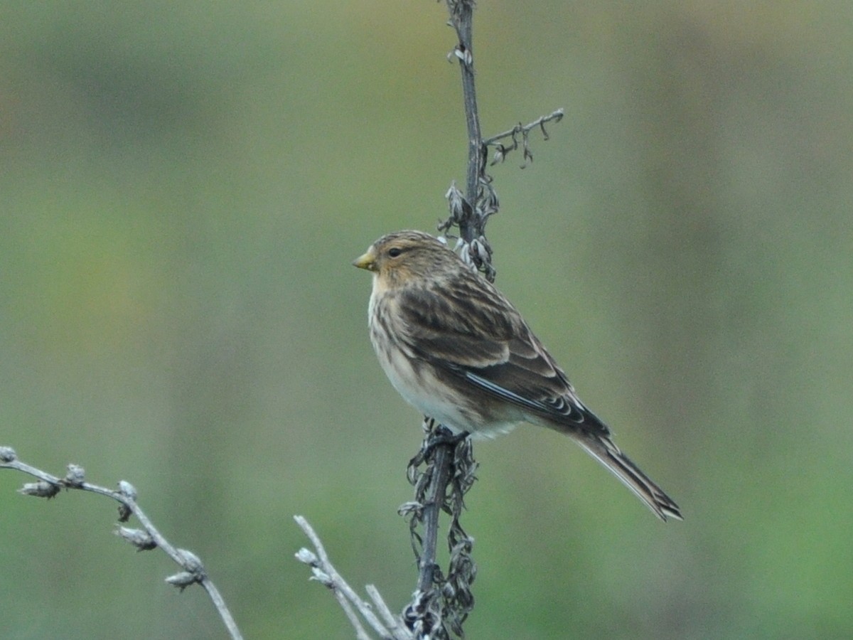 Twite - ML642467572