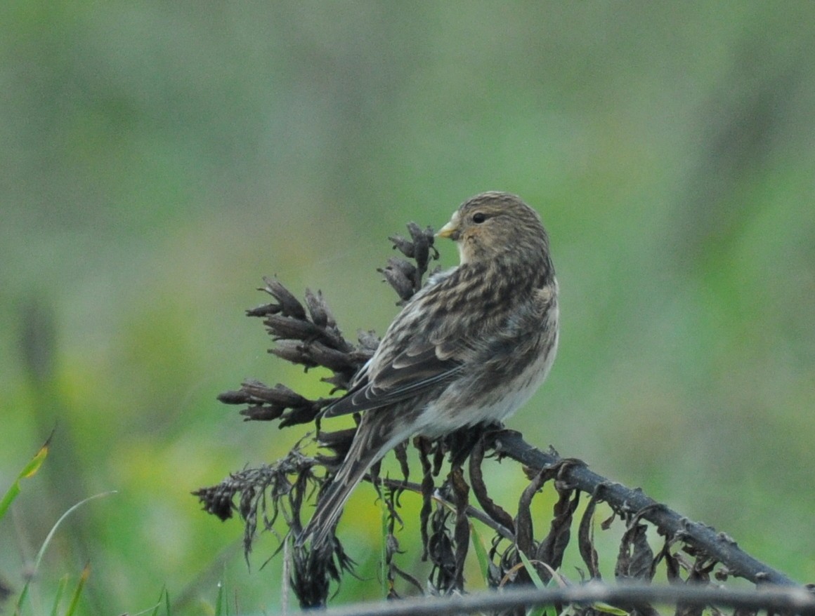 Twite - ML642467573