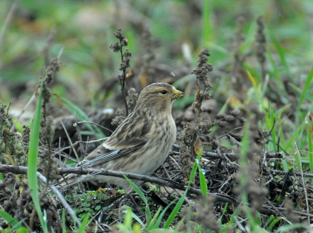 Twite - ML642467574