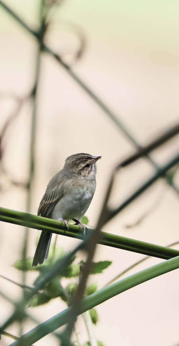 Clay-colored Sparrow - ML642467583