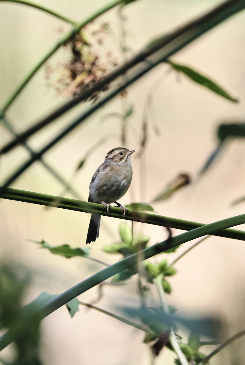 Clay-colored Sparrow - ML642467589