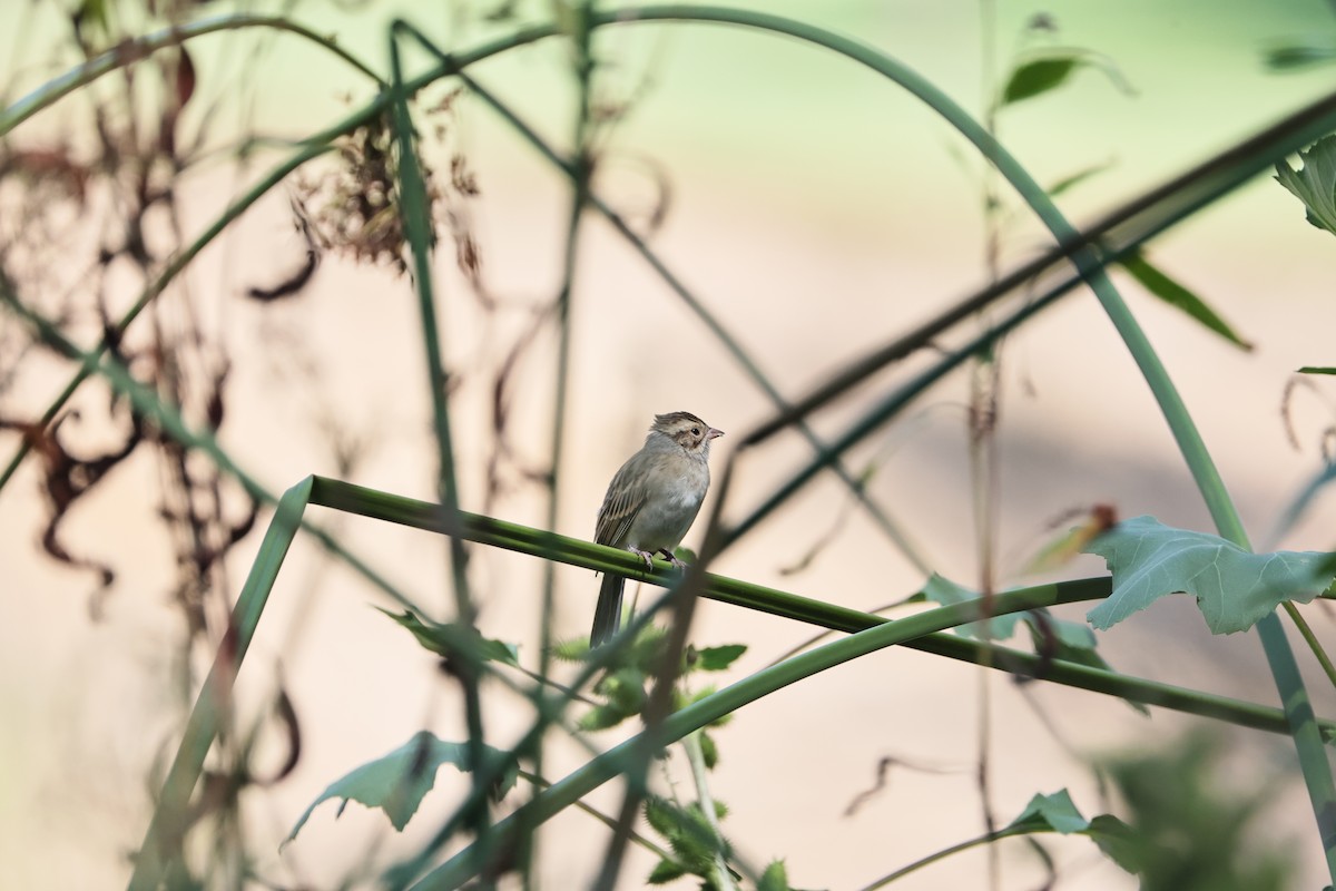 Clay-colored Sparrow - ML642467592