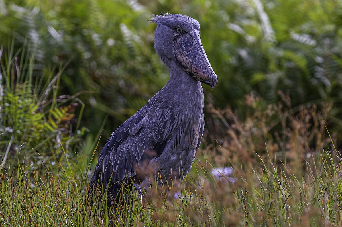 Shoebill - ML642467596