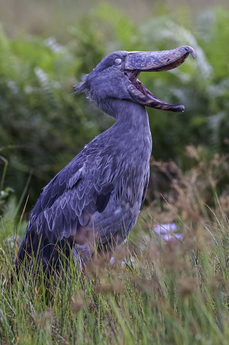 Shoebill - ML642467605