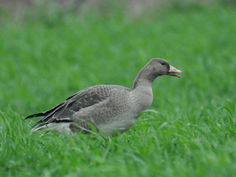 Greater White-fronted Goose - ML642467616